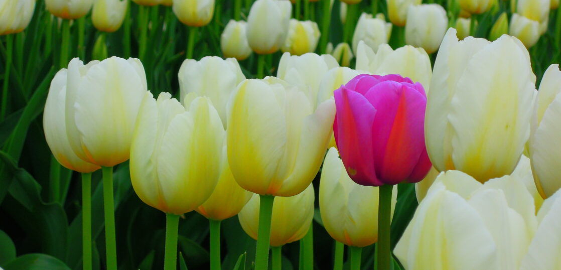 チューリップ1